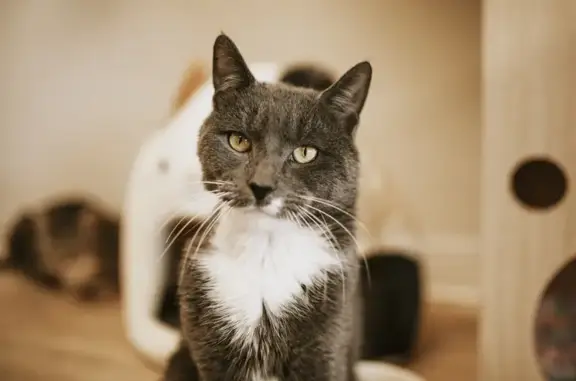 Lost Cat: Grey/White, Limping, Rocky Hill