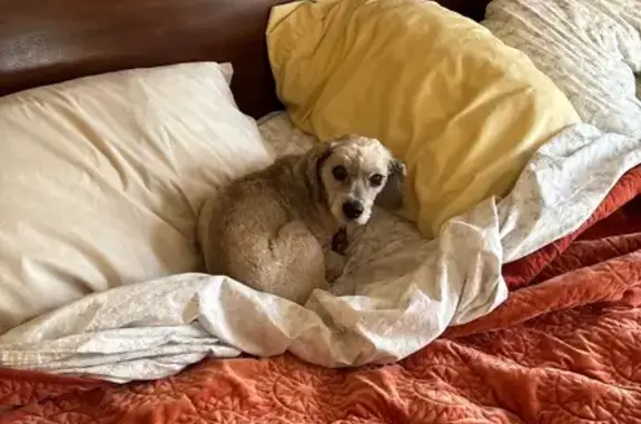 Lost: Sweet 15-Year-Old Buff Dog