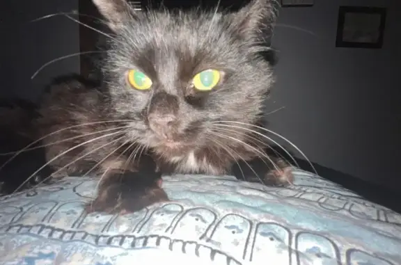 Missing cat Ansonia, photo: Lost: Black Fluffy Cat, White Chest Patch