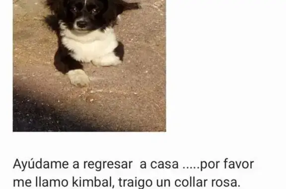 Búsqueda de mascotas, foto: Perro Perdido: Pequeño Negro con Collar Rosa
