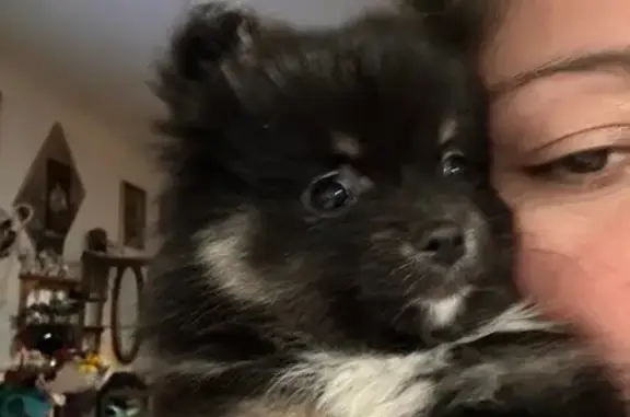 Lost Fluffy Black Pomeranian in Detroit