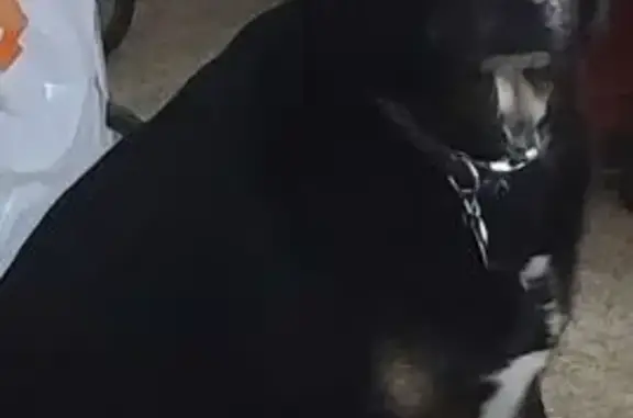 Missing dog Albuquerque, photo: Lost Dog: Black & Tan, Monroe St NE