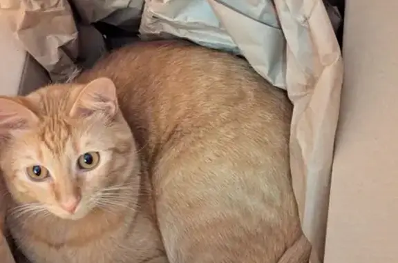 Lost Orange Cat: Squinty Eye, Tacoma 68th