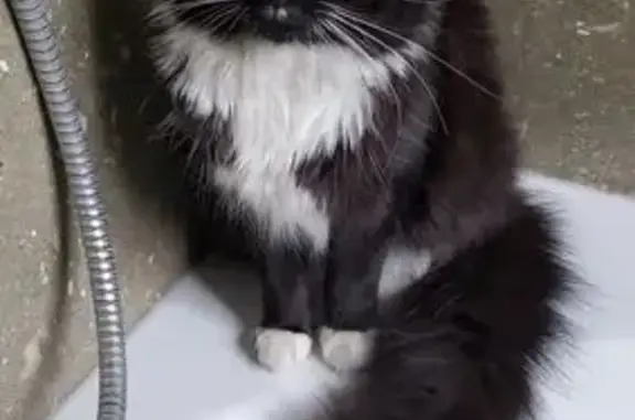 Missing cat Salt Lake City, photo: Lost Cat: B&W, Green Eyes, Salt Lake City