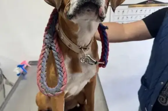 Perro encontrado Ecatepec de Morelos, foto: Perro encontrado en Insurgentes, Ecatepec