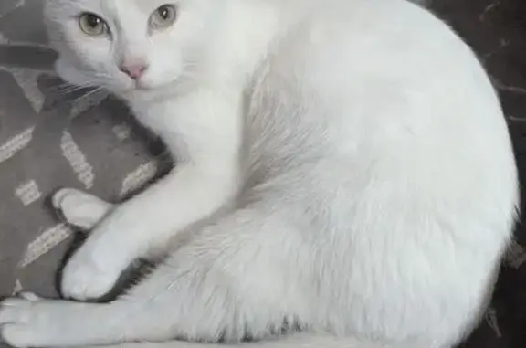 Знайдена ласкава кішка в Хмель...