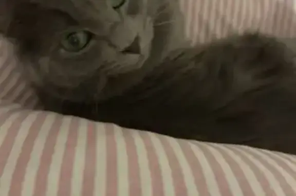 Lost Grey Ragdoll Cat in Adelaide Area