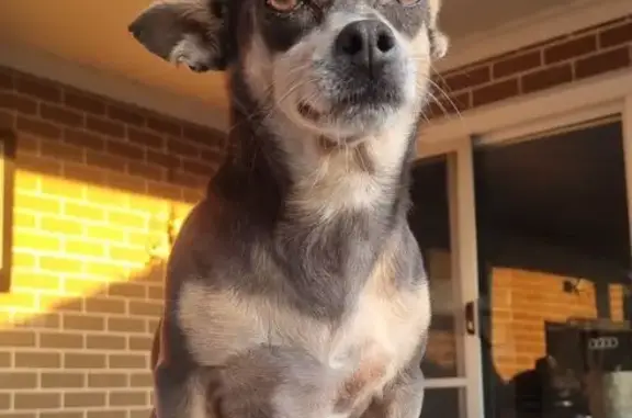 Lost Tri-Color Chihuahua-Kelpie Mix