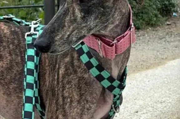 Perro Atigrado Perdido en Barcelona: Asustadizo