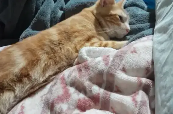 Lost Neutered Orange Cat on Aspen St