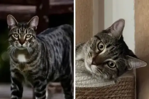 Gato Perdido: Sociable y Juguetón en Viladecavalls