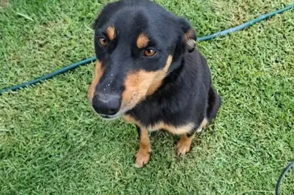 Found: Gentle Black & Tan Dog...