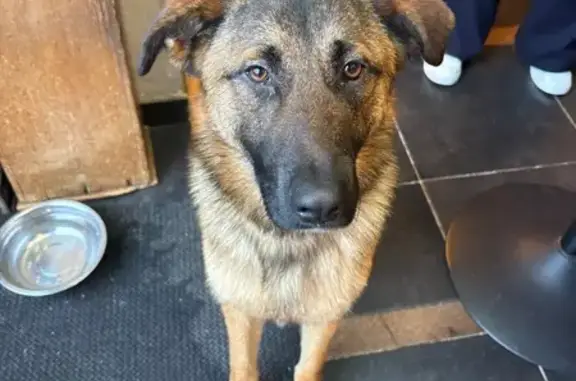 Chien trouvé Hasnon, photo: Chien croisé berger trouvé D40 Hasnon