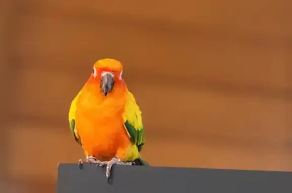 Found bird, Singapore