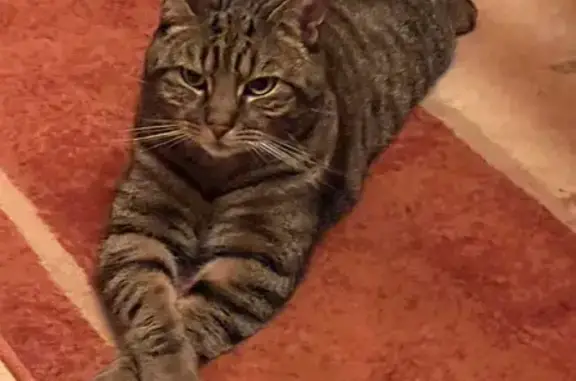 Chat européen perdu à Jossigny - photo