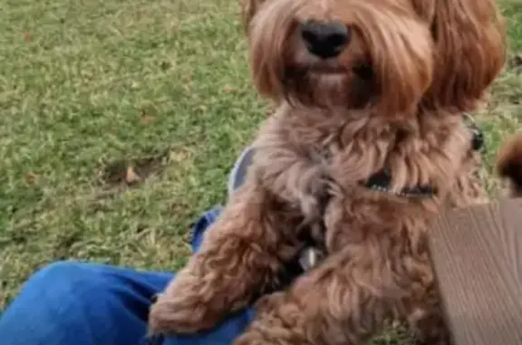 Lost Dog: Copper, Red Curly Coat, LaGrange