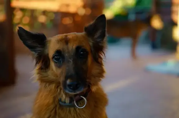 Perro Perdido en Manises: Yuji Necesita Ayuda