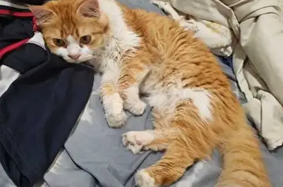 Missing cat , photo: Lost Cat: Orange & White Male, 3yrs, S730830