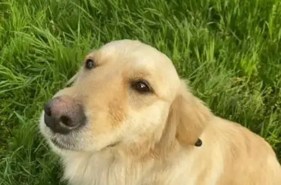 Потерянні тварини Луцьк, фото: Зникла пухнаста собака на Монопольній, 79