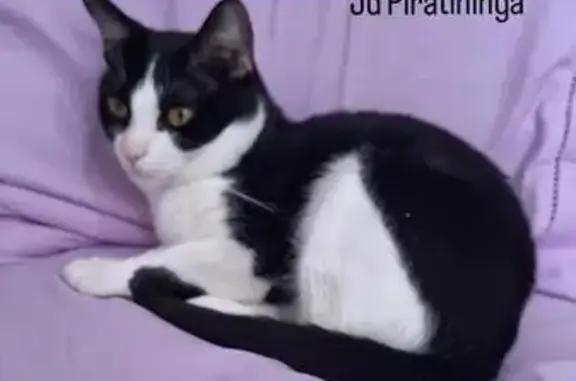 Frajola, pequeno porte, tem uma mancha preta na patinha da frente.