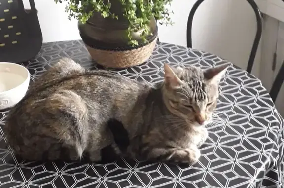 Chatte tigrée trouvée à Lamorlaye - photo