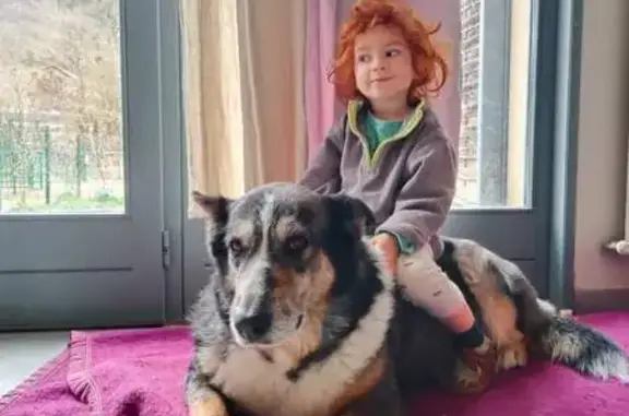 Chien perdu Montélimar, photo : Chienne âgée perdue à Montélimar
