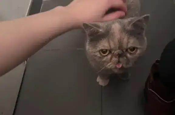 Chat exotic shorthair trouvé à Lille - photo
