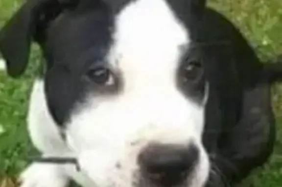 Seeking Lost Dog 'Stanley' in...