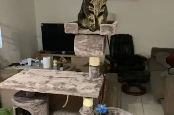 Chat perdu, , photo: Chat Gris Tigré perdu avec AirTag