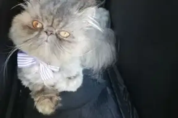 ¡Ayuda! Gata Persa Gris Perdida en Burjassot