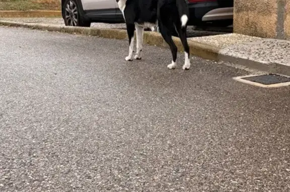 Chien trouvé avec collier à Boulieu-lès-Annonay - photo
