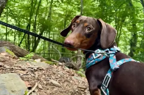 Perro perdido en Polinyà tras accidente