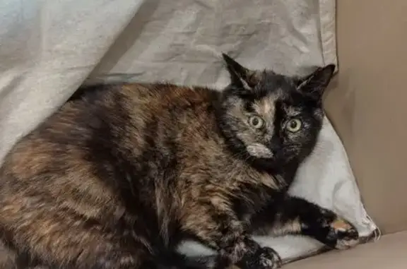 Animaux trouvés Clermont-Ferrand, photo: Chatte trouvée avec collier rose à Clermont