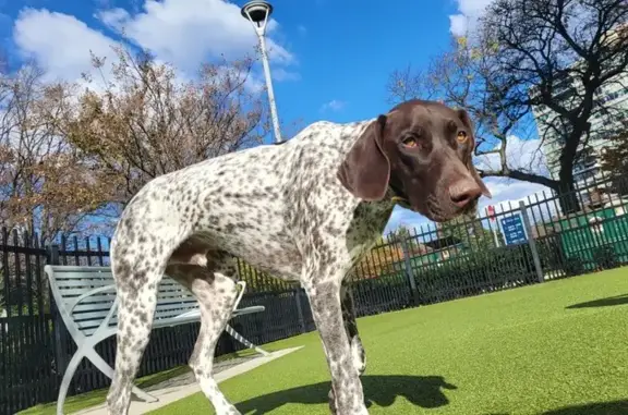 Missing dog Jenkintown, photo: Lost Dog: Friendly White & Brown, Jenkintown