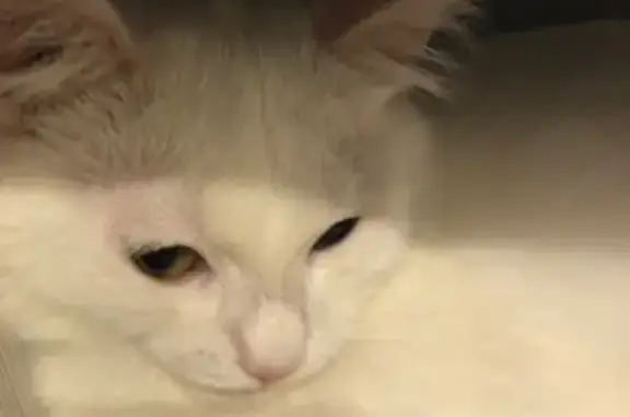 Кішки загублені, Вінниця, фото: Зникла кішка з різнокольоровими очима