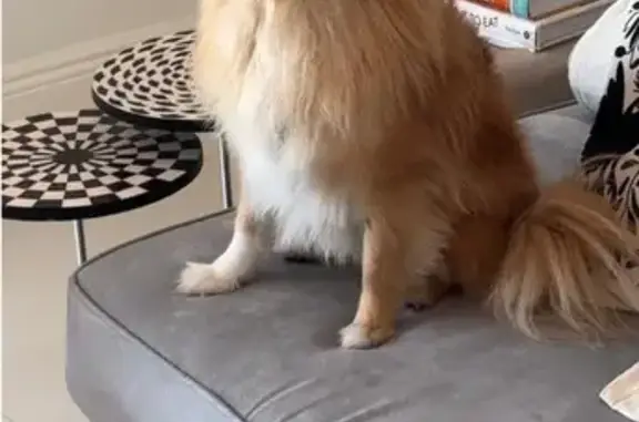 Lost: Friendly Golden Pomeranian in Miami