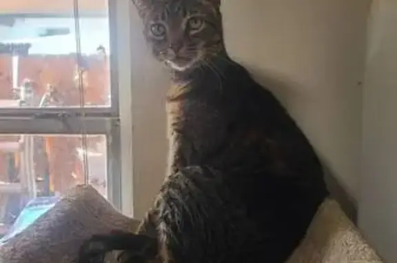 Missing cat Homestead, photo: Missing Brown Tabby Cat: Unique Walk