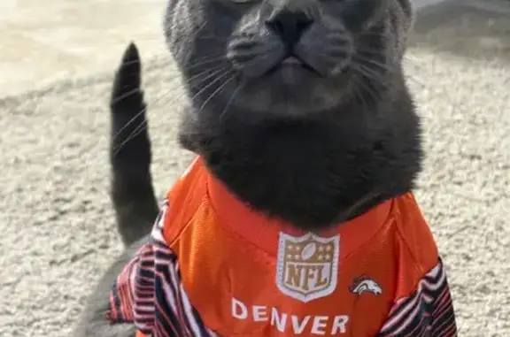 Missing cat Colorado Springs, photo: Lost Cat: Rocket - Grey with Green Eyes