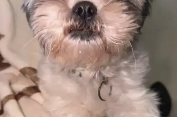 Lost Shih Tzu: White/Grey, NW 37th Ave