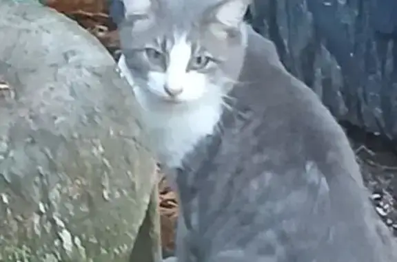Animaux trouvés , photo: Chat gris-blanc trouvé à Paimbu