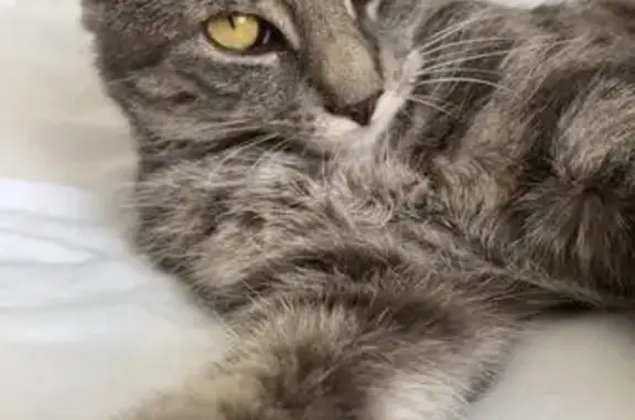 Chat gris tigré perdu à Bellefontaine - photo