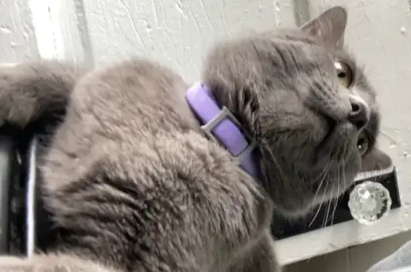 Lost Grey Cat with Purple Collar in Louisville