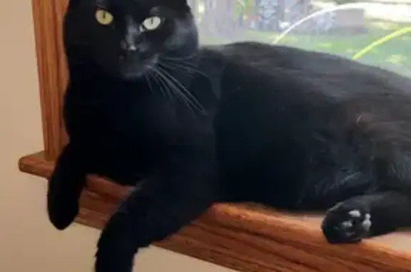 Missing cat , photo: Lost Black Cat 'Boo' on Persimmon Dr
