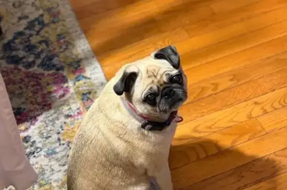 Missing dog Dunmore, photo: Lost 11-Year-Old Pug: South Apple St.