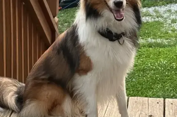 Missing dog Lafayette, photo: Lost Mini Sheltie: Remi in LaFayette