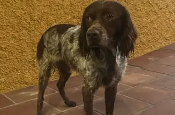 Seter blanco y canela hallado en Almogía