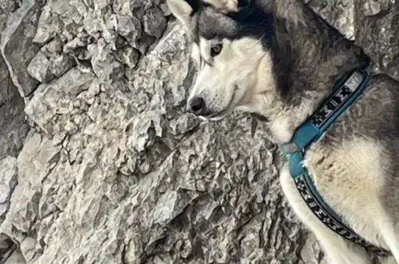 Inook, husky bicolore perdue à Talloires - photo
