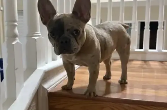 Help Find Stolen French Bulldog - Reward!