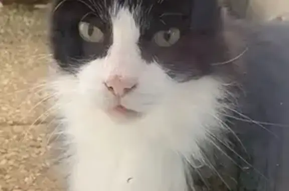 Animaux trouvés Quimper, photo: Chat long poils bicolore trouvé à Quimper