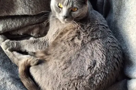 Chat perdu, Rouen, photo: Chatte grise perdue, 10 ans, Rue Dubreuil